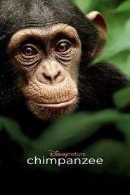 Chimpanzee (2012)