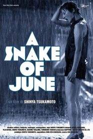 A snake of June (2004)